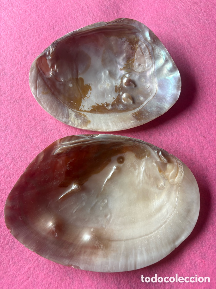 Joyeria: Lote de conchas grandes de n&aacute;car y perlas (A18) - Foto 7