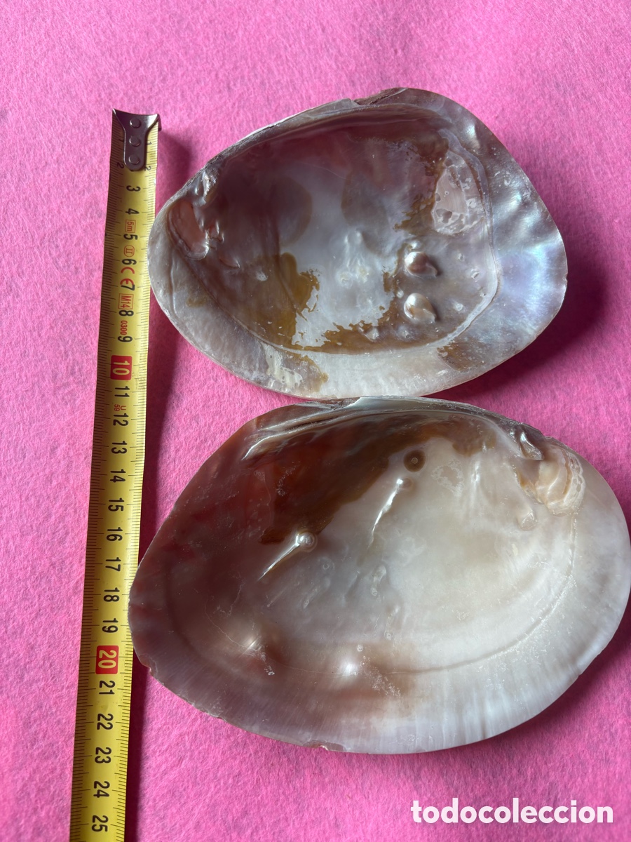 Joyeria: Lote de conchas grandes de n&aacute;car y perlas (A18)