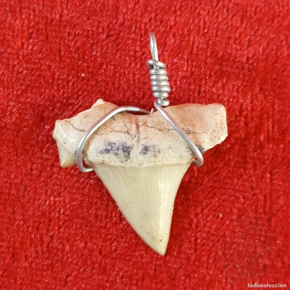 Joyeria: PRECIOSA DIENTE DE TIBUR&Oacute;N - COLGANTE - JOYER&Iacute;A DE DISE&Oacute; / 3240