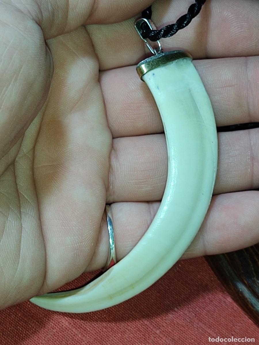 Joyeria: Hermoso colgante de colmillo de jabali.Vintage.