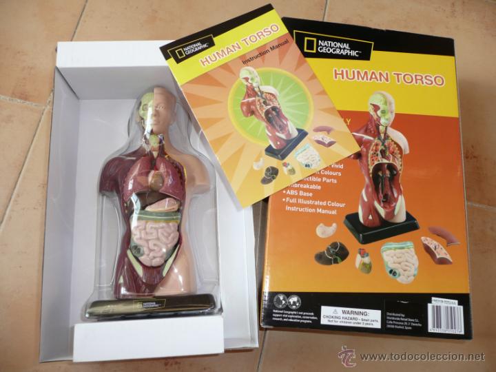 Juegos antiguos: TORSO HUMANO (27 CMS) NATIONAL GEOGRAPHIC - Foto 1