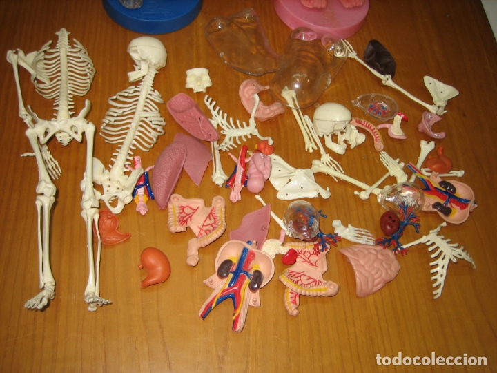 Juegos antiguos: Juego del cuerpo humano - Foto 3