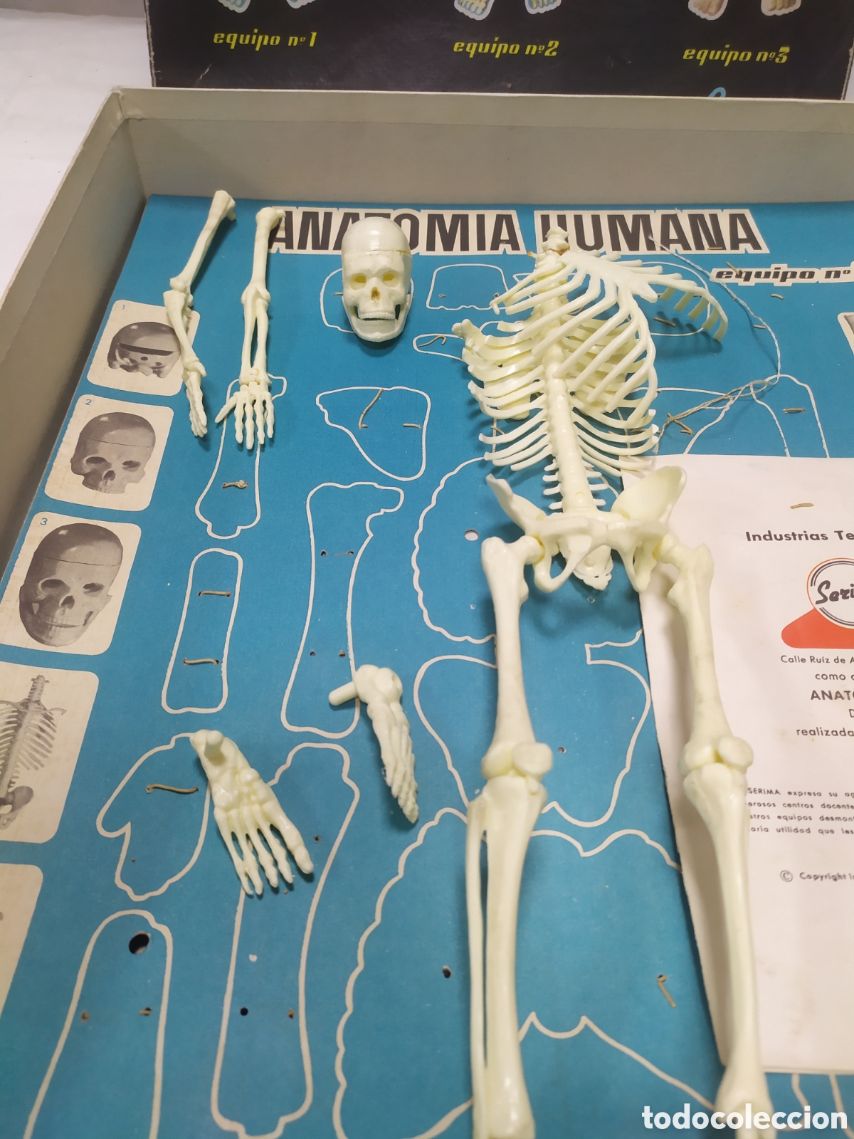 Juegos antiguos: Anatom&iacute;a humana desmontable de Serima - Foto 3