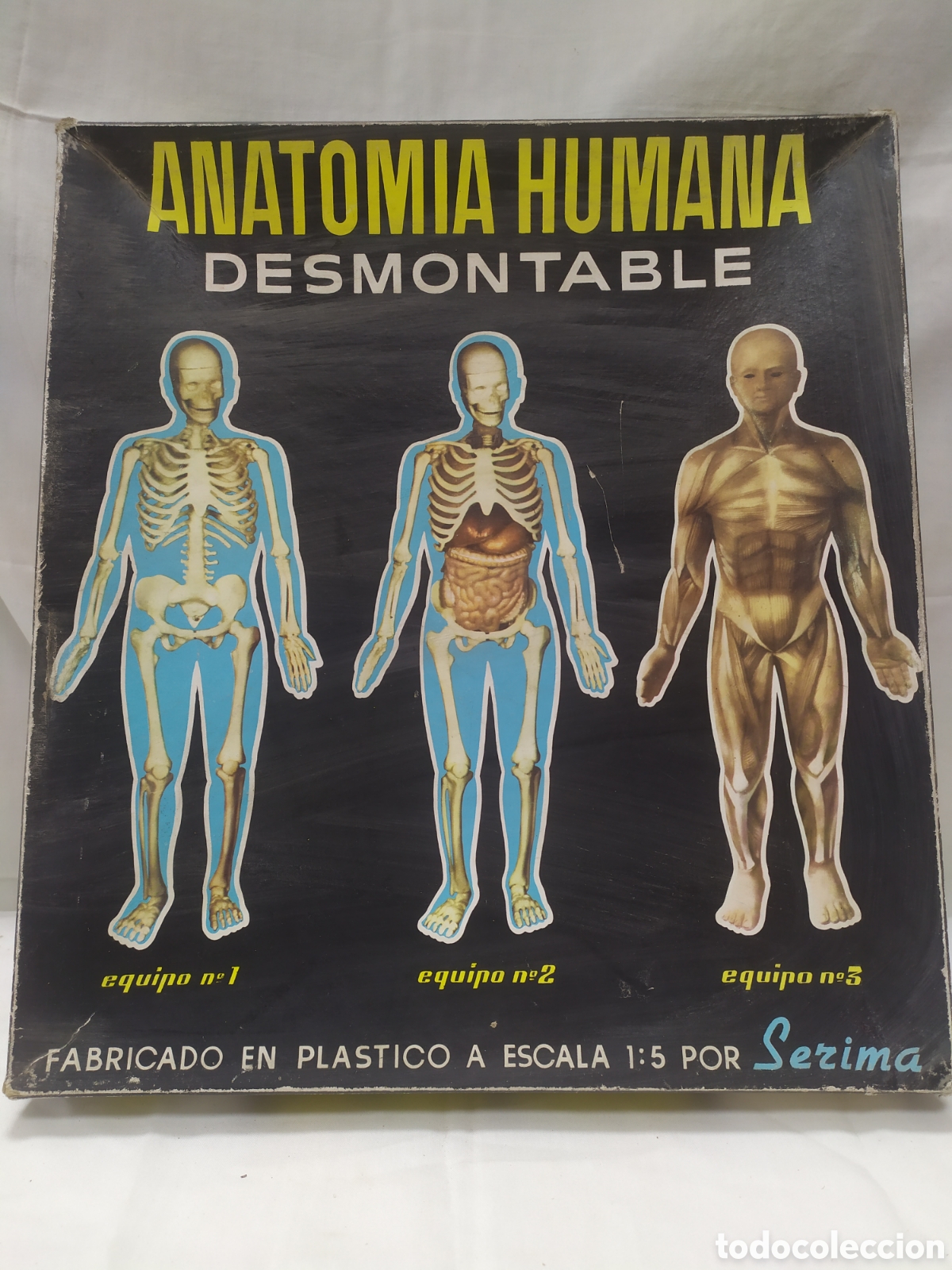 Juegos antiguos: Anatom&iacute;a humana desmontable de Serima - Foto 1