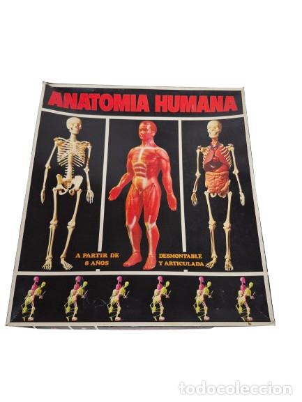 Jogos antigos: Anatom&iacute;a Humana, Desmontable y Articulada - Serima, Badalona - Equipo n&ordm; 4 Completo - M&uacute;sculos