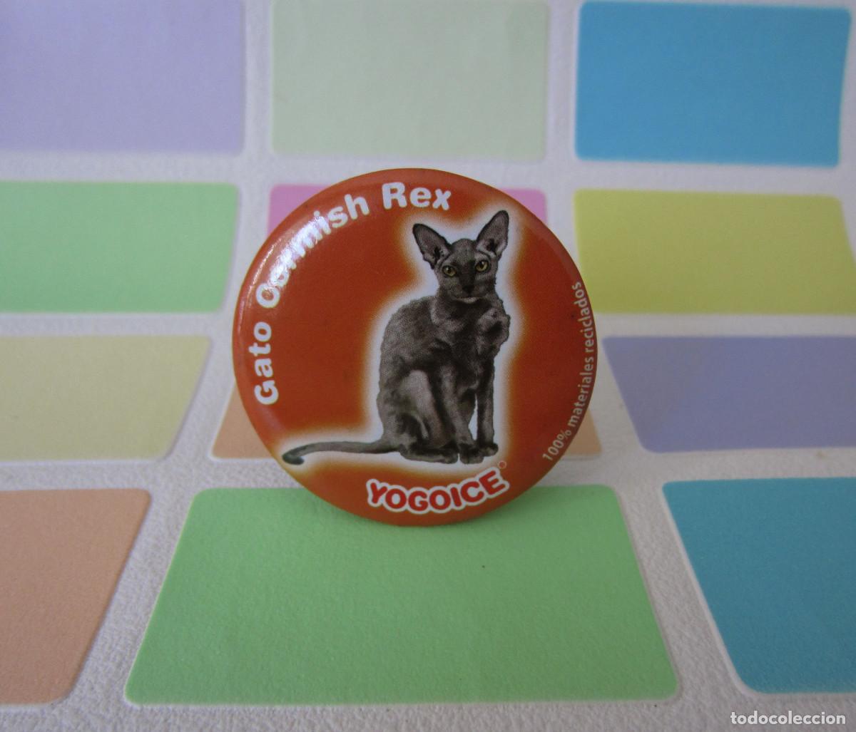 Juegos antiguos: TAZOS IMAN CHURUCA YOGOICE TAZO GATO CORMISH REX