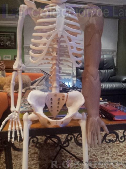 Juegos educativos: ESQUELETO HUMANO DE PLASTICO PARA ESTUDIO DE ANATOMIA - Foto 3