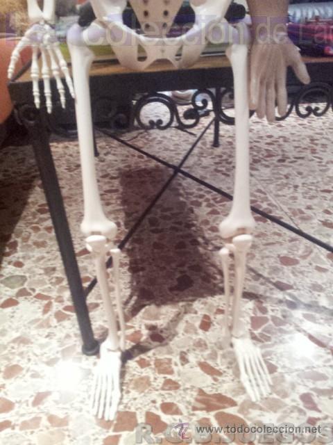 Juegos educativos: ESQUELETO HUMANO DE PLASTICO PARA ESTUDIO DE ANATOMIA - Foto 4