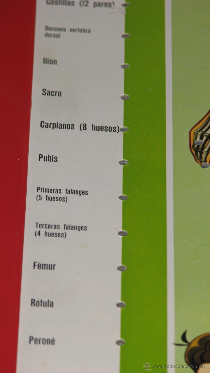 Juegos educativos: JUEGO EDUCATIVO, ESTUDIANDO ANATOM&Iacute;A - Foto 9