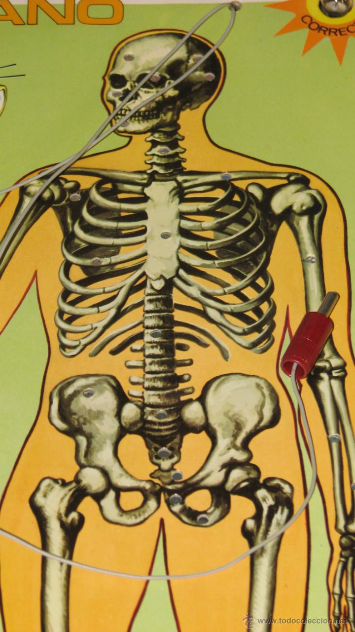 Juegos educativos: JUEGO EDUCATIVO, ESTUDIANDO ANATOM&Iacute;A - Foto 10