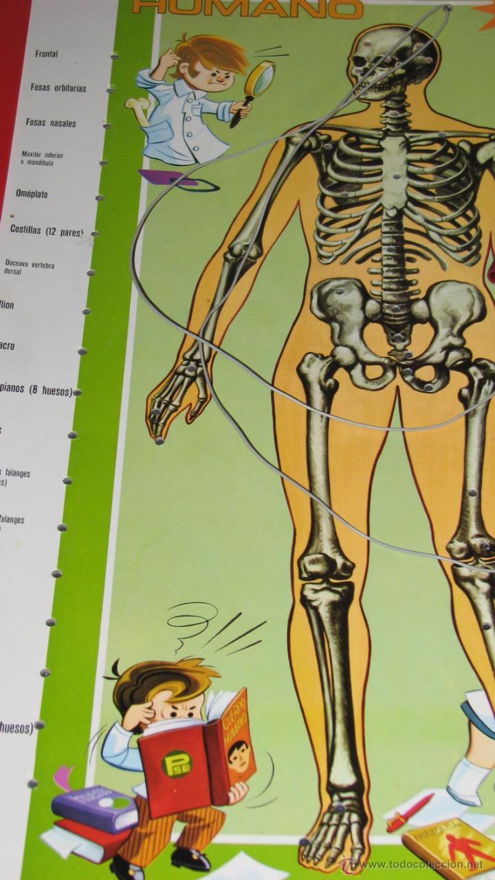 Juegos educativos: JUEGO EDUCATIVO, ESTUDIANDO ANATOM&Iacute;A - Foto 11