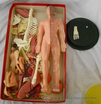 Juegos educativos: ANATOM&Iacute;A HUMANA DE SERIMA, SIN CAJA ORIGINAL - Foto 1