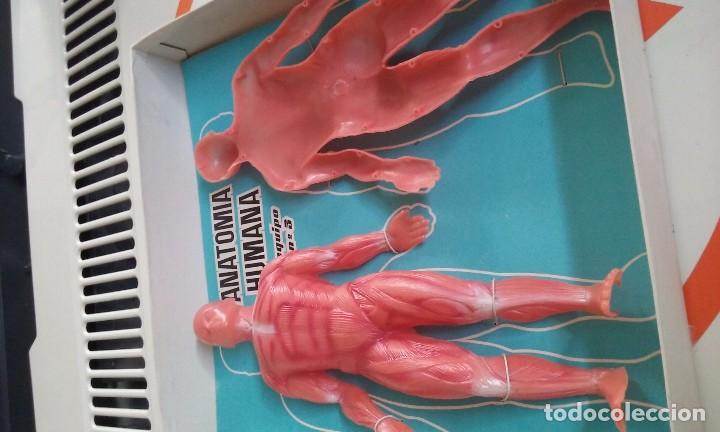 Juegos educativos: Anatomia humana desmontable - Foto 2