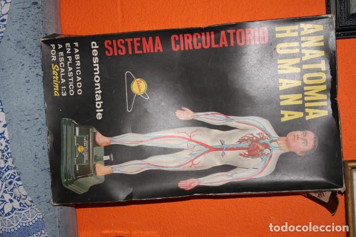Juegos educativos: anatomia humana sistema circulatorio - Foto 1