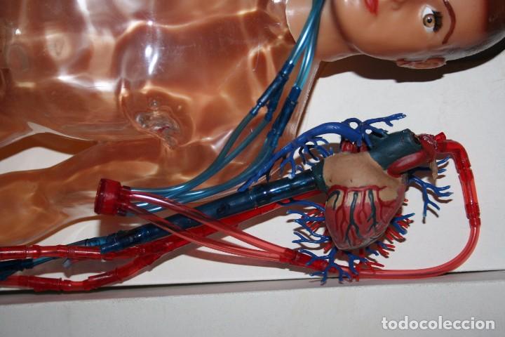 Juegos educativos: anatomia humana sistema circulatorio - Foto 4