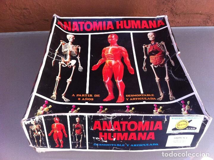 juego de anatomía humana (nº4) desmontable y ar - Comprar ...
