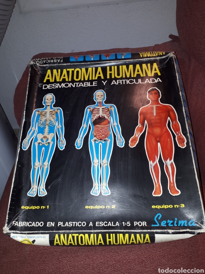 Juegos educativos: ANATOMIA HUMANA 1:5 DE SERIMA A&Ntilde;OS 70 COMPLETO - Foto 1