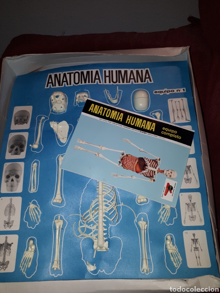 Juegos educativos: ANATOMIA HUMANA 1:5 DE SERIMA A&Ntilde;OS 70 COMPLETO - Foto 2