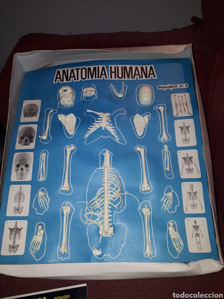 Juegos educativos: ANATOMIA HUMANA 1:5 DE SERIMA A&Ntilde;OS 70 COMPLETO - Foto 3