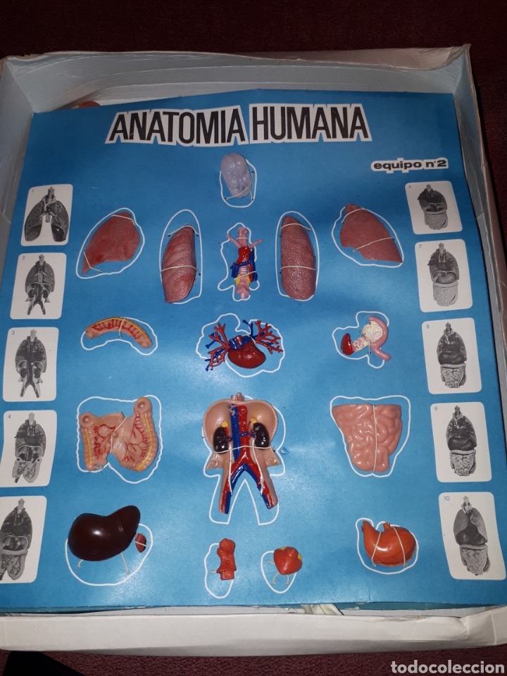 Juegos educativos: ANATOMIA HUMANA 1:5 DE SERIMA A&Ntilde;OS 70 COMPLETO - Foto 4