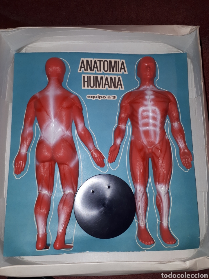 Juegos educativos: ANATOMIA HUMANA 1:5 DE SERIMA A&Ntilde;OS 70 COMPLETO - Foto 5
