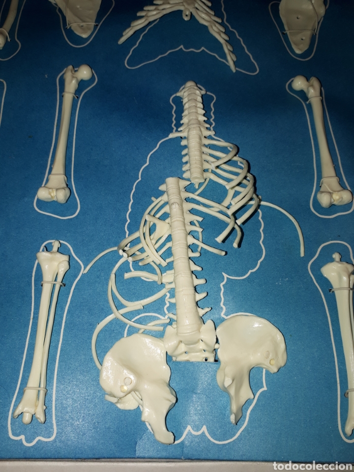 Juegos educativos: ANATOMIA HUMANA 1:5 DE SERIMA A&Ntilde;OS 70 COMPLETO - Foto 6