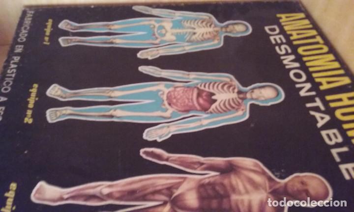 Juegos educativos: juego anatomia desmontable - Foto 2
