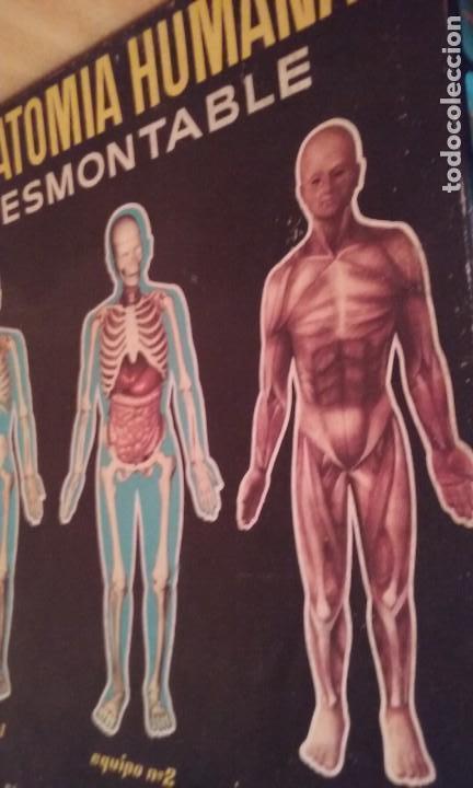 Juegos educativos: juego anatomia desmontable - Foto 1