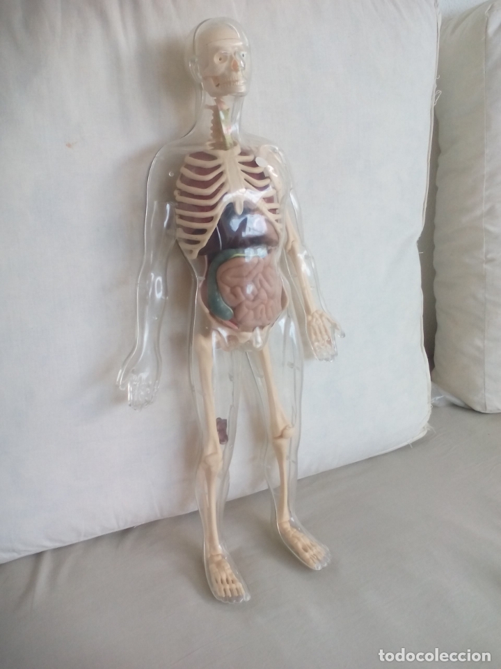 figura o muñeco, cuerpo humano, esqueleto y org - educativos antiguos en todocoleccion - 175990533