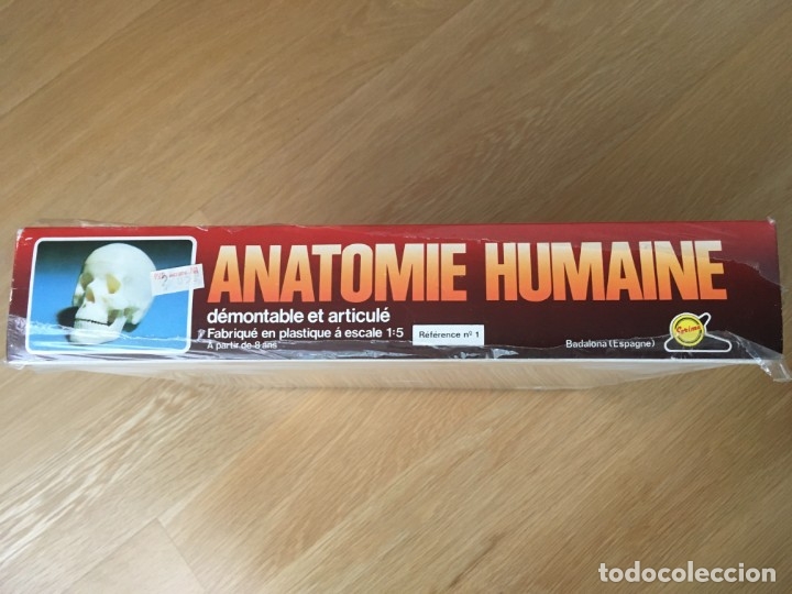 Juegos educativos: ANATOMIA HUMANA n&ordm; 1 de SERIMA. - Foto 2