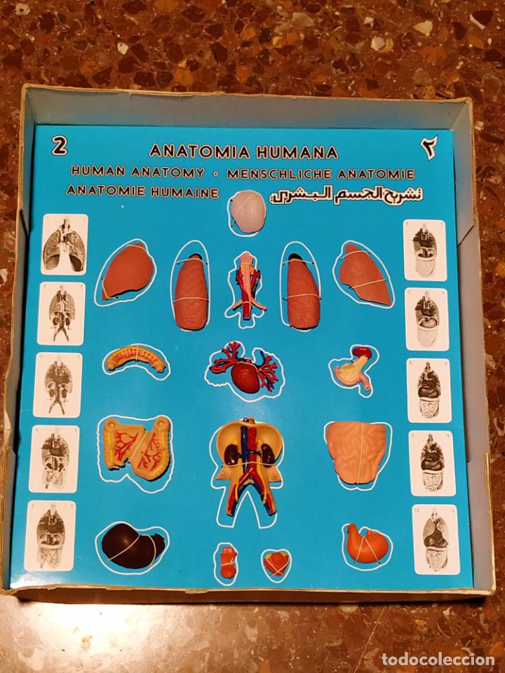 Juegos educativos: ANATOMIA HUMANA de SERIMA - Foto 3