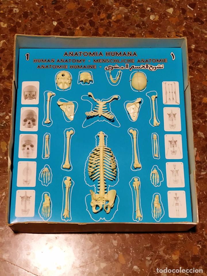 Juegos educativos: ANATOMIA HUMANA de SERIMA - Foto 4