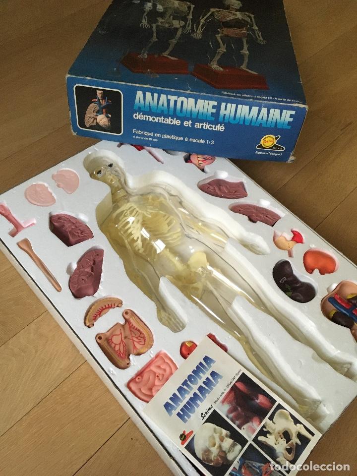 Juegos educativos: ANATOMIA HUMANA de SERIMA. - Foto 2