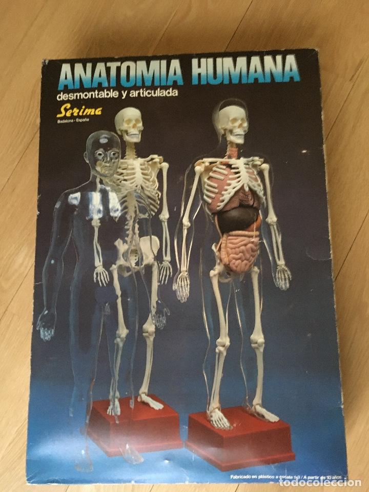 Juegos educativos: ANATOMIA HUMANA de SERIMA. - Foto 3
