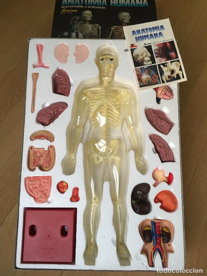 Juegos educativos: ANATOMIA HUMANA de SERIMA. - Foto 4