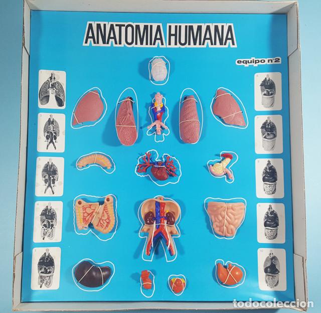 Milanuncios - JUEGO ANATOMIA HUMANA SERIMA EQUIPO Nº 4