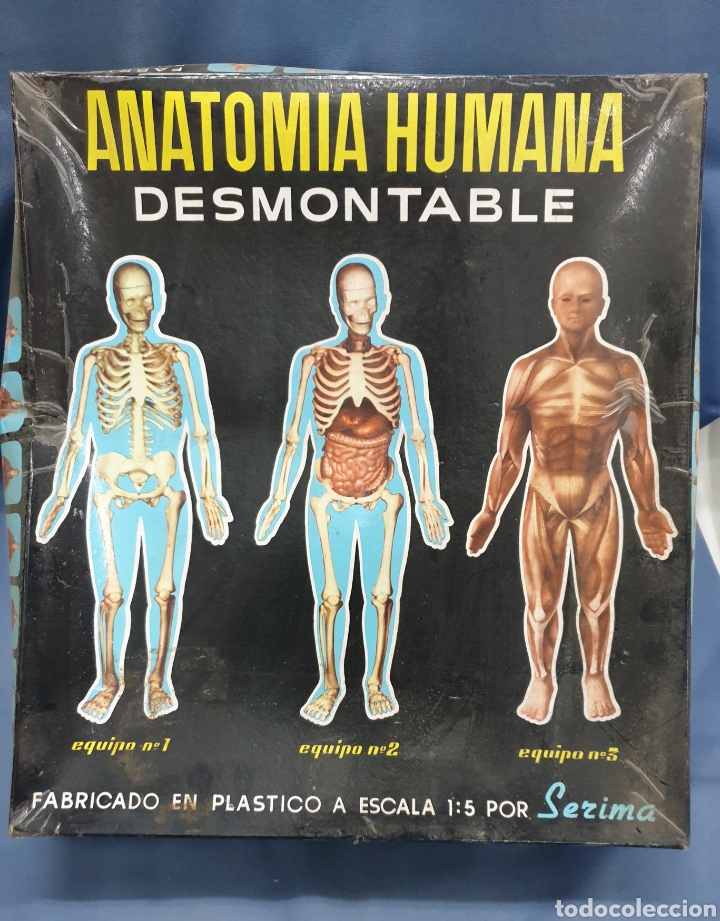 cuerpo humano desmontable 40 cm - Compra venta en todocoleccion