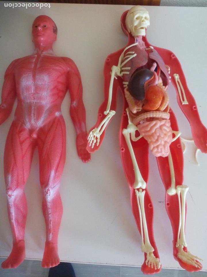 anatomía humana años 60s. medici - Comprar Juegos educativos antiguos en todocoleccion -