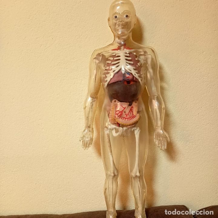 módulo Dejar abajo Bolsa figura o muñeco, cuerpo humano, esqueleto y org - Compra venta en  todocoleccion
