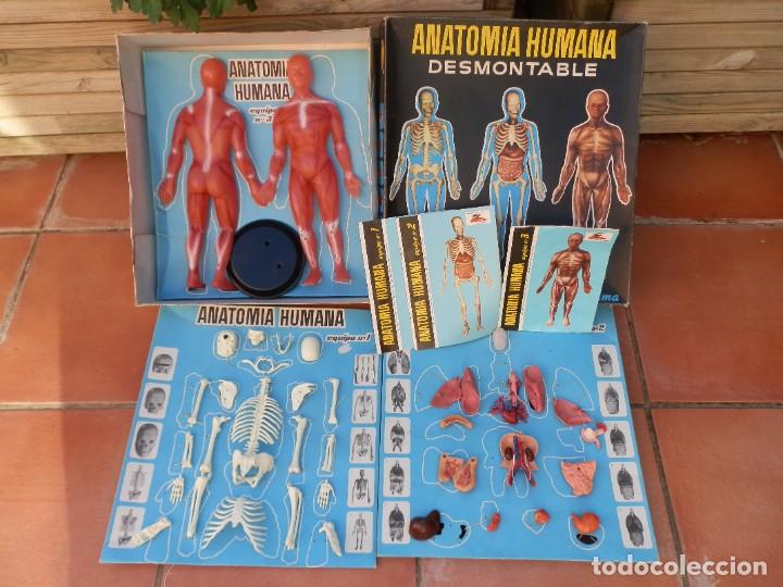 Lernspiele: ANATOMIA HUMANA DESMONTABLE. ESC 1/5 SERIMA. EQUIPO N&ordm; 4. ESQUELETO, &Oacute;RGANOS INTERNOS Y M&Uacute;SCULOS.