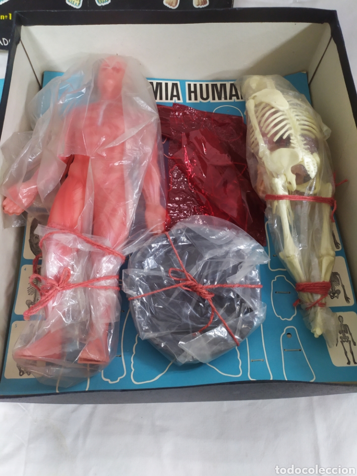 Juegos educativos: Anatom&iacute;a Humana Desmontable - Foto 3