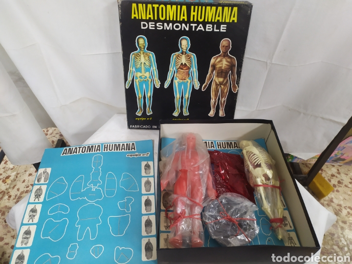 Juegos educativos: Anatom&iacute;a Humana Desmontable - Foto 4