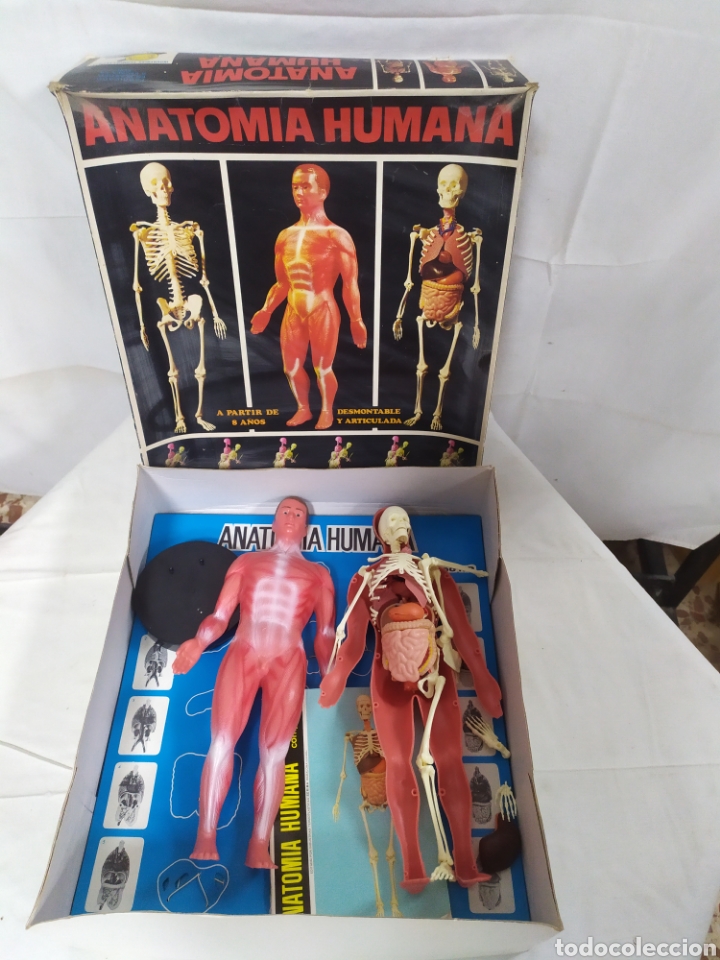 Juegos educativos: Anatom&iacute;a Humana de Serima - Foto 2