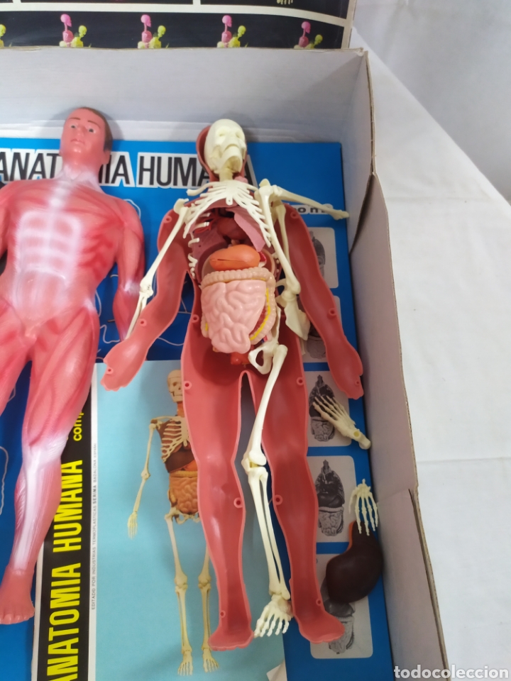 Juegos educativos: Anatom&iacute;a Humana de Serima - Foto 3