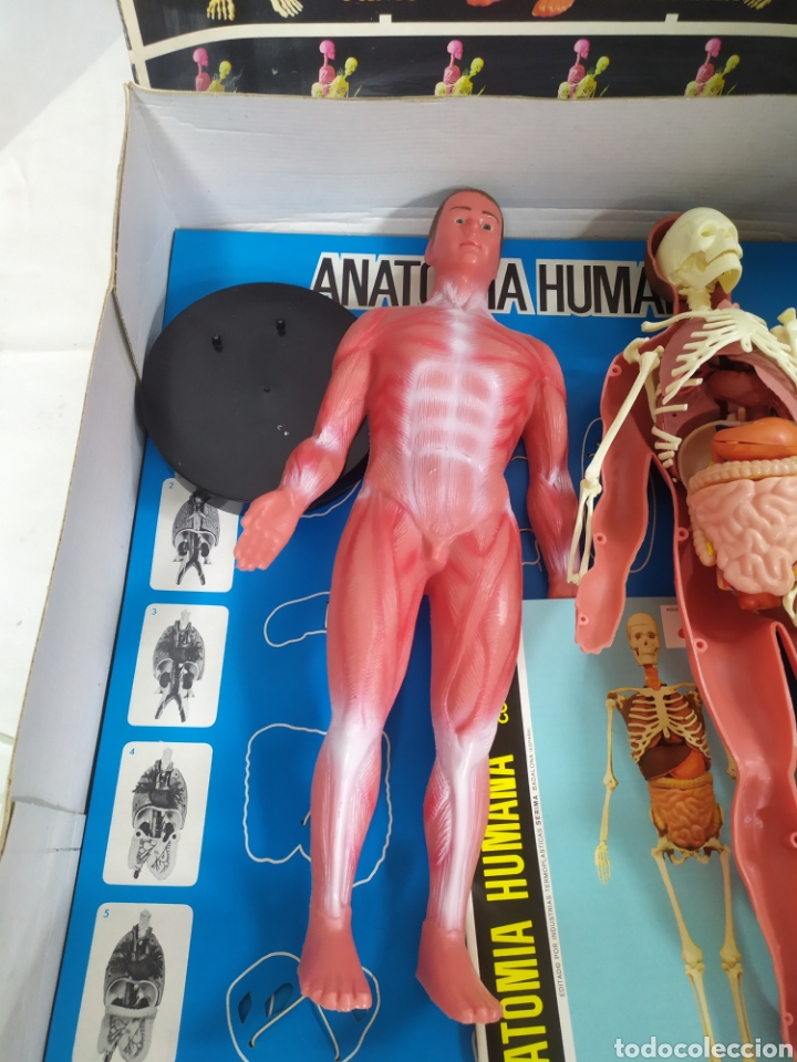 Juegos educativos: Anatom&iacute;a Humana de Serima - Foto 4