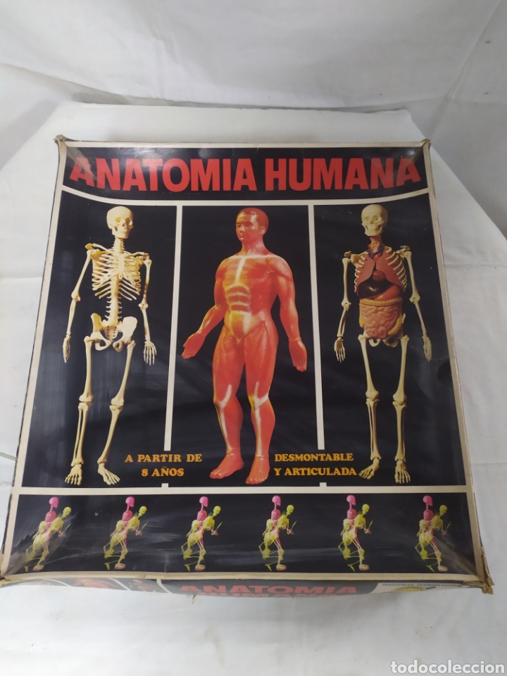 Anatomia humana serima