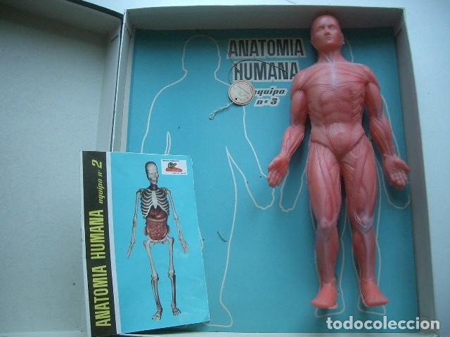 ant-190980)cuerpo humano anatomía de estudio d - Compra venta en  todocoleccion