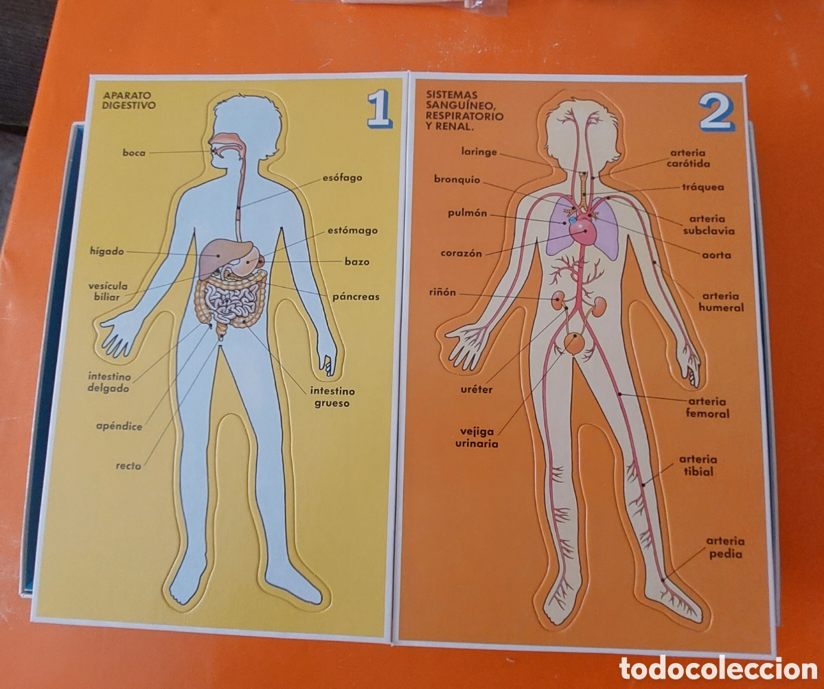 Juegos educativos: CONOCE TU CUERPO # CONOCIMIENTOS B&Aacute;SICOS DE ANATOMIA # EDUCA - Foto 2