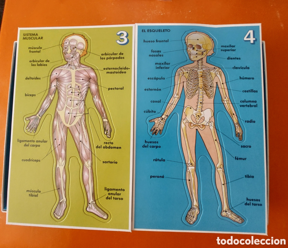 Juegos educativos: CONOCE TU CUERPO # CONOCIMIENTOS B&Aacute;SICOS DE ANATOMIA # EDUCA - Foto 3