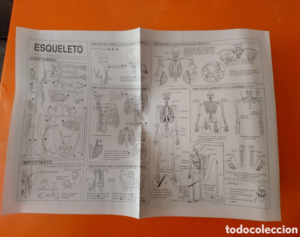 Juegos educativos: CONOCE TU CUERPO # CONOCIMIENTOS B&Aacute;SICOS DE ANATOMIA # EDUCA - Foto 4
